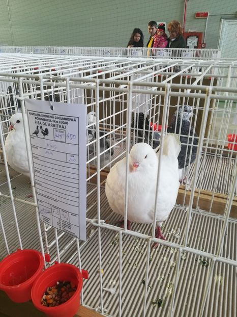  - Expozitie Asociatia Porumbelul 1929 Lugoj noiembrie 2018