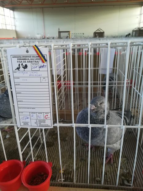  - Expozitie Asociatia Porumbelul 1929 Lugoj noiembrie 2018