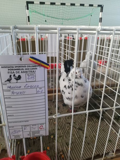  - Expozitie Asociatia Porumbelul 1929 Lugoj noiembrie 2018