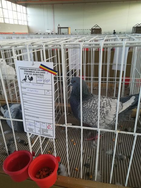  - Expozitie Asociatia Porumbelul 1929 Lugoj noiembrie 2018