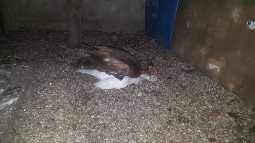 Amor nocturn - Bomboane asortate 2018