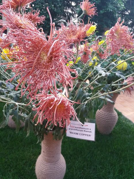  - 6Expozitia crizanteme 2018 Gradina Botanica IASI