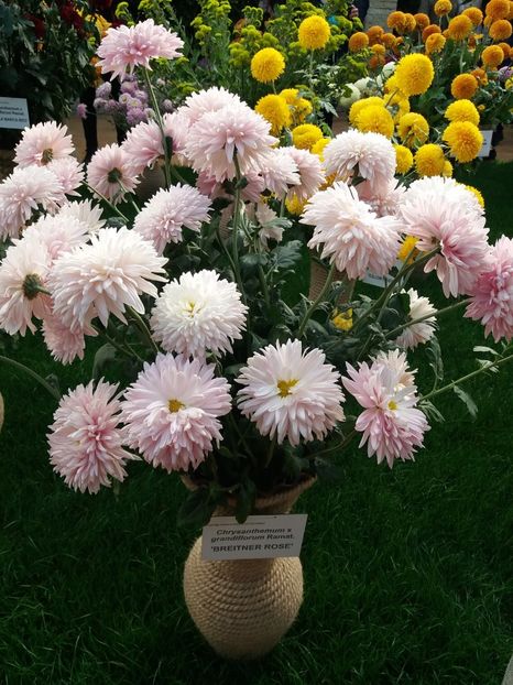  - 6Expozitia crizanteme 2018 Gradina Botanica IASI