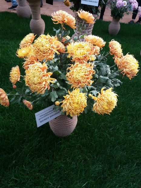  - 6Expozitia crizanteme 2018 Gradina Botanica IASI