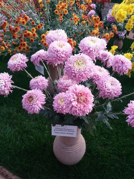  - 6Expozitia crizanteme 2018 Gradina Botanica IASI