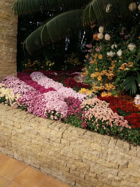  - 6Expozitia crizanteme 2018 Gradina Botanica IASI