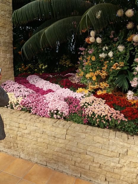  - 6Expozitia crizanteme 2018 Gradina Botanica IASI