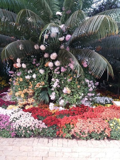  - 6Expozitia crizanteme 2018 Gradina Botanica IASI