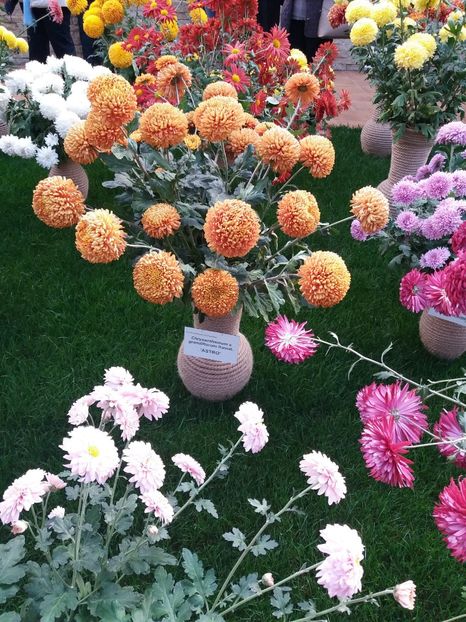  - 6Expozitia crizanteme 2018 Gradina Botanica IASI