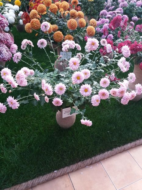  - 6Expozitia crizanteme 2018 Gradina Botanica IASI