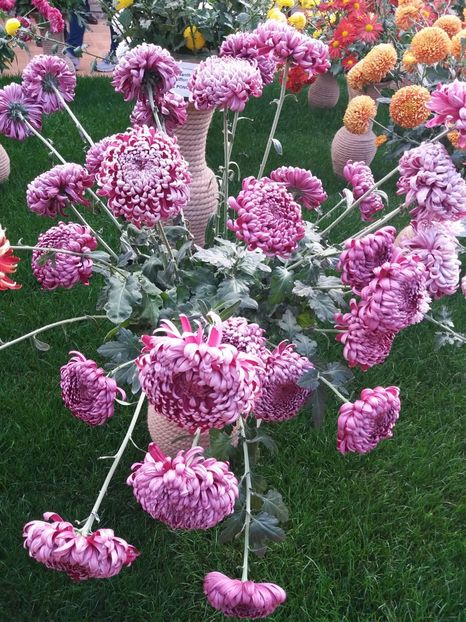  - 6Expozitia crizanteme 2018 Gradina Botanica IASI