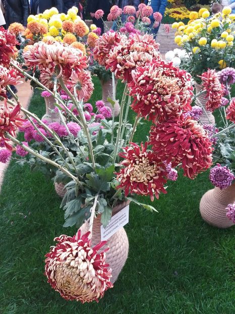  - 6Expozitia crizanteme 2018 Gradina Botanica IASI