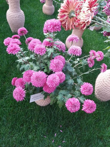  - 6Expozitia crizanteme 2018 Gradina Botanica IASI