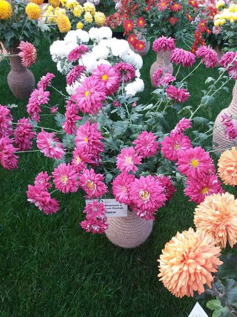  - 6Expozitia crizanteme 2018 Gradina Botanica IASI