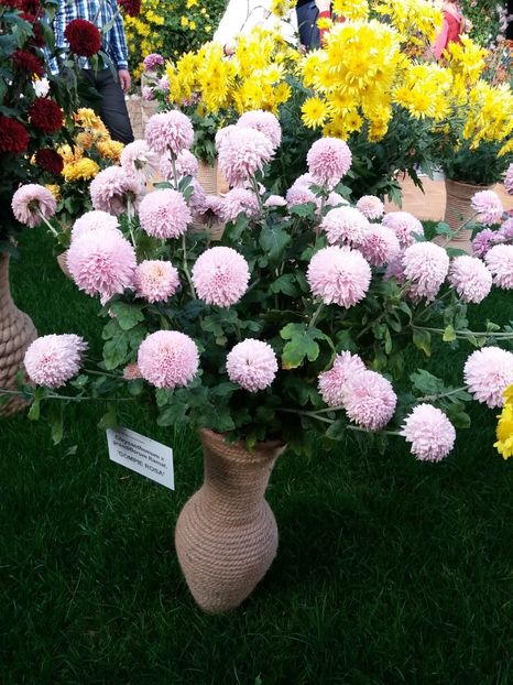  - 6Expozitia crizanteme 2018 Gradina Botanica IASI