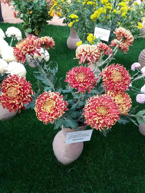  - 6Expozitia crizanteme 2018 Gradina Botanica IASI