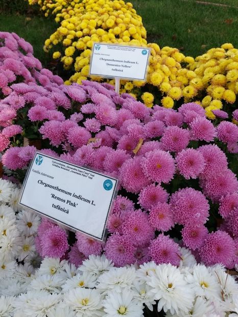  - 6Expozitia crizanteme 2018 Gradina Botanica IASI