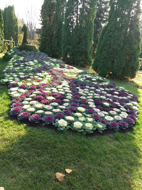  - 6Expozitia crizanteme 2018 Gradina Botanica IASI