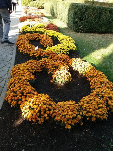  - 6Expozitia crizanteme 2018 Gradina Botanica IASI
