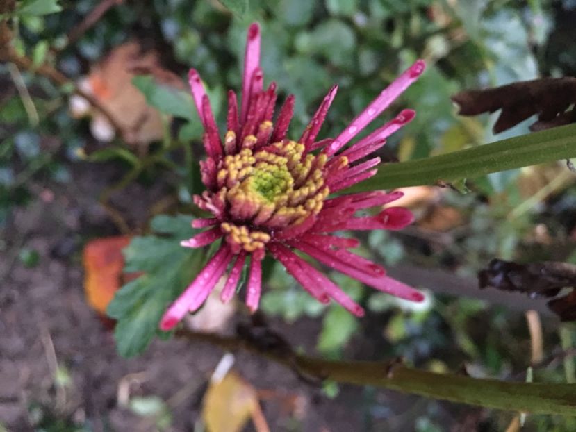 736B9FC1-8E04-42F8-87E0-AF15CE1EF52E - Crizanteme 2018