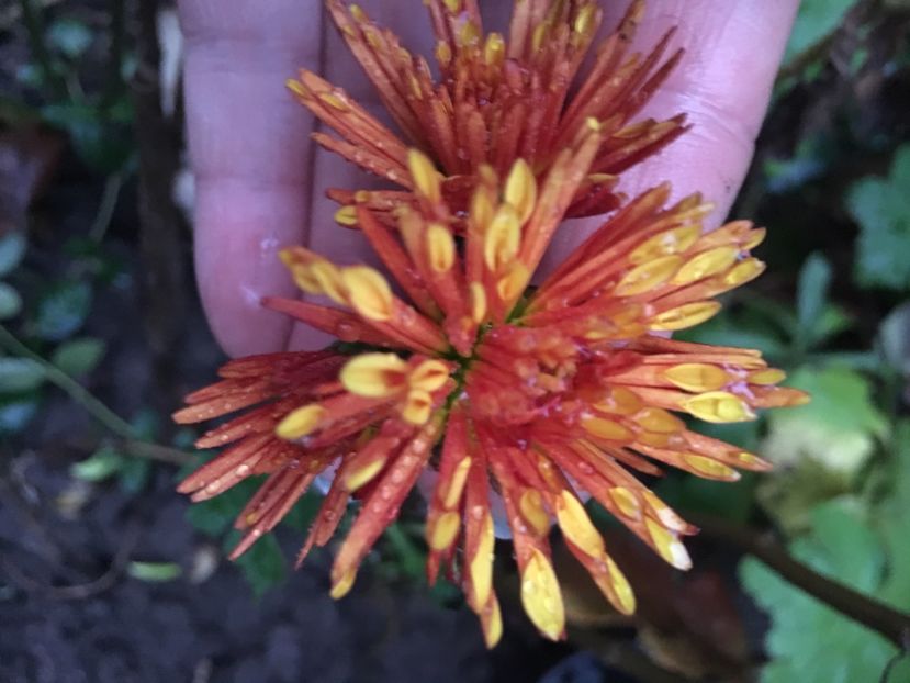 A69A9189-1E21-4D4A-9FBF-3B8CF8E0CC7C - Crizanteme 2018