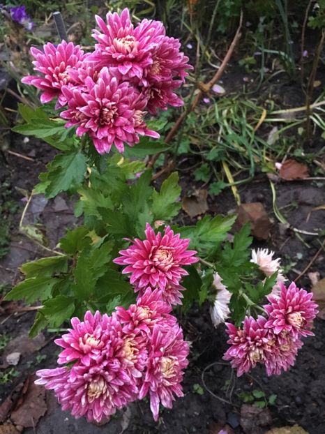 50E9161E-2D66-479B-BEF9-861FE9981594 - Crizanteme 2018