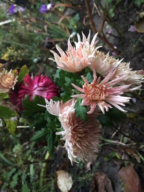 D021FD97-23A8-492A-AFC6-CFA09DFE55D2 - Crizanteme 2018