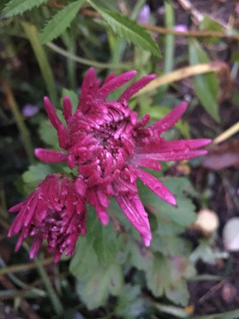 06D06627-94F8-49B6-850D-C94FA8B0753F - Crizanteme 2018