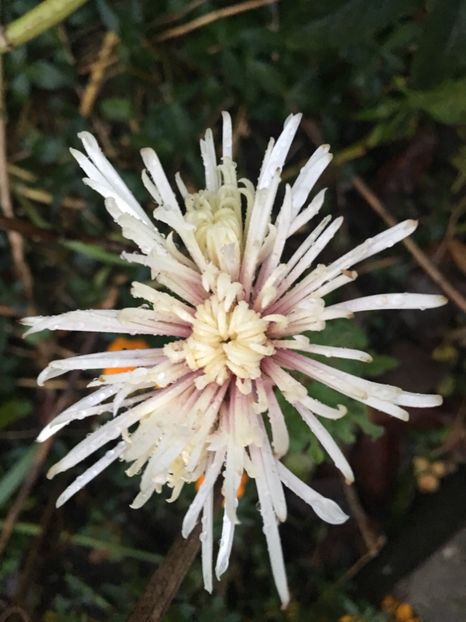 57C94287-895F-415A-9E06-880047852296 - Crizanteme 2018