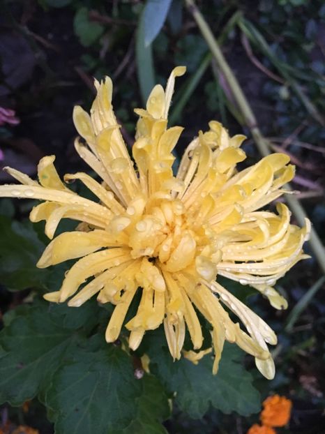 FDDDDA6C-30F6-4F63-97B5-DF8BD7CF27C6 - Crizanteme 2018