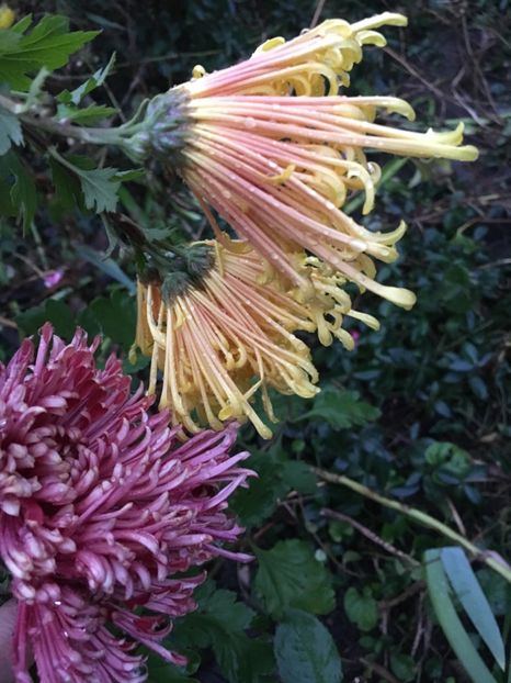 2328C4E7-F648-4B6E-9CD4-816502DE2A19 - Crizanteme 2018