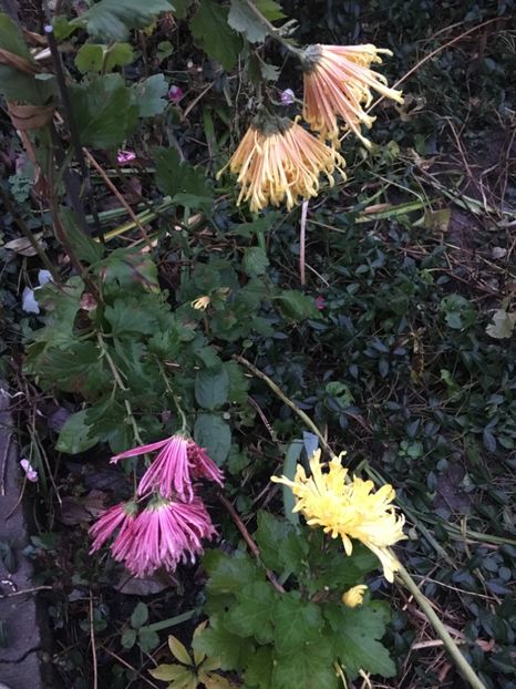 E616FF7B-91C0-4D00-9C0F-B0C75DF6C28D - Crizanteme 2018