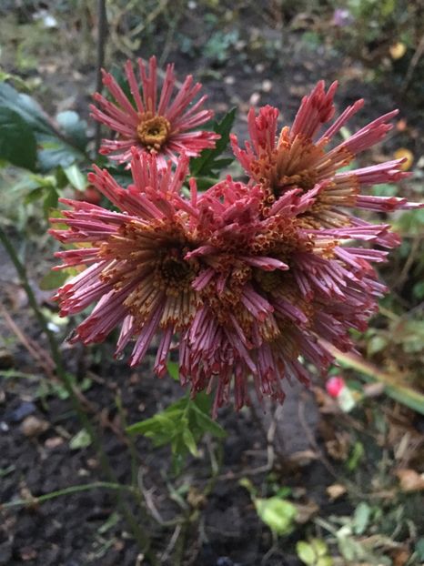 7275A090-02F3-4762-8B87-7596DA86B972 - Crizanteme 2018