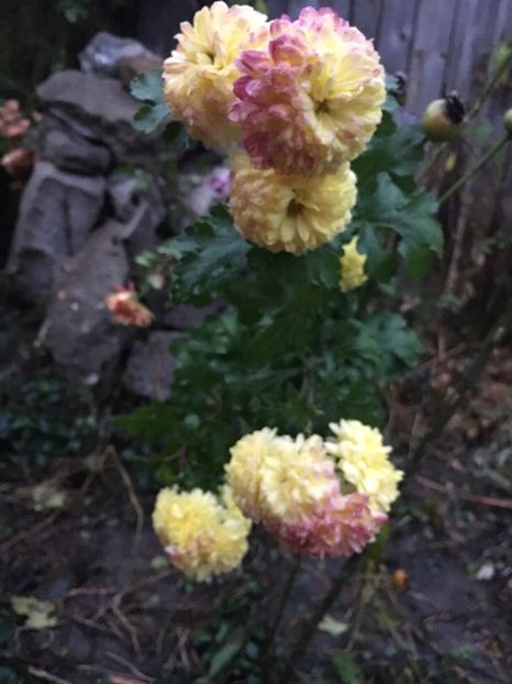 80645BB5-7DDF-44FF-8869-C3788974AF22 - Crizanteme 2018