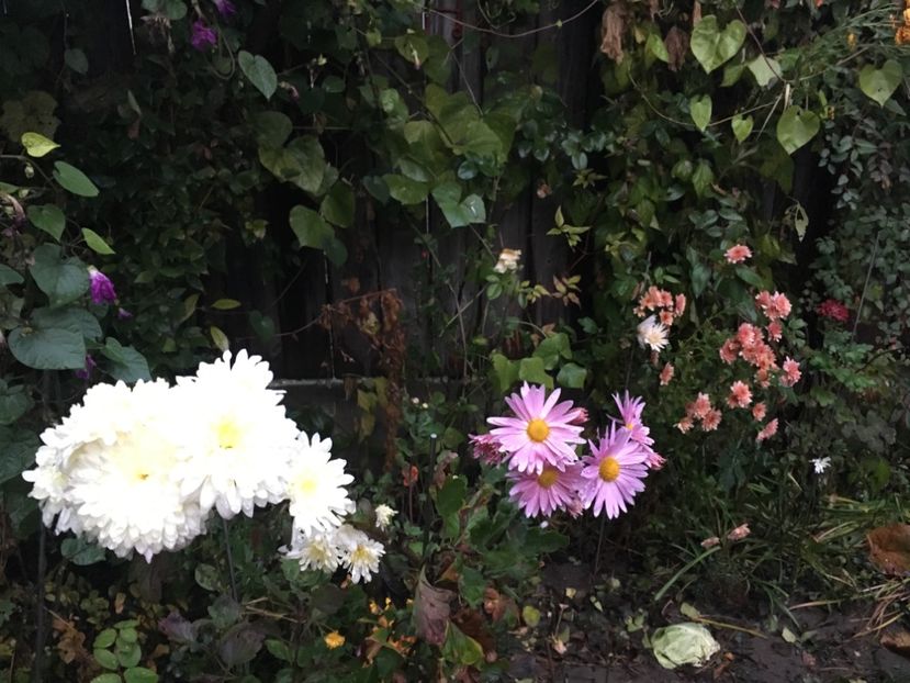 A1029884-774A-45A4-9441-D179AA42EC42 - Crizanteme 2018