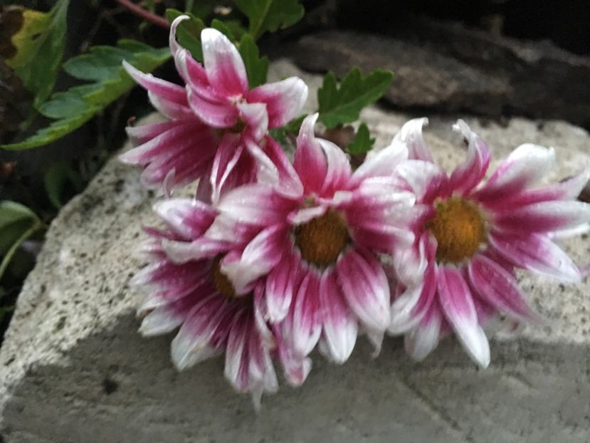 56488D9E-0DB7-474A-9BBF-FFBF9C965FAD - Crizanteme 2018