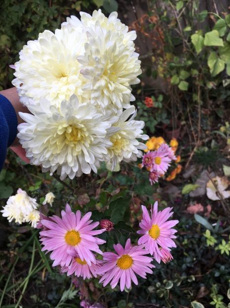 AC527EF3-68B0-4497-8FDA-470BE245DA48 - Crizanteme 2018