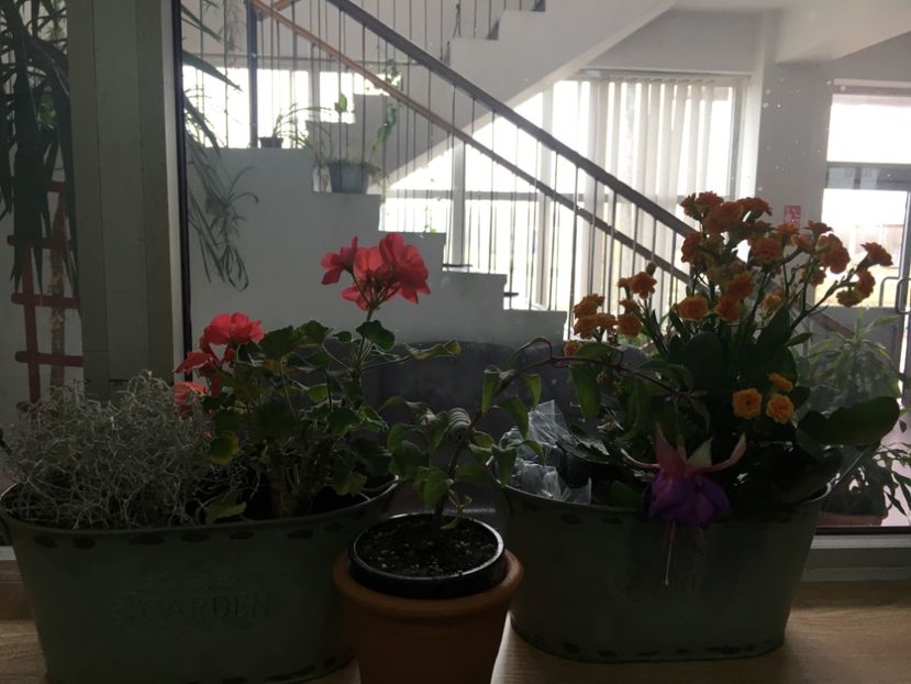 24D46B5A-3A9B-4809-9335-3D4A6D6CB0EF - Fucsii 2018