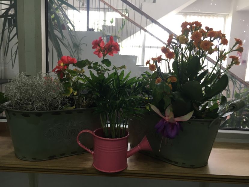 4FE40431-6CA4-47F4-8E52-4B2503C6F983 - Fucsii 2018