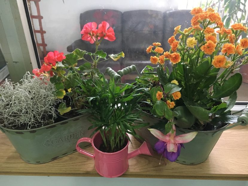 D26A8D67-536B-4E06-8E9A-F2D75FEAB43B - Fucsii 2018