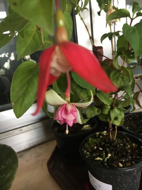 Omar giant - Fucsii 2018