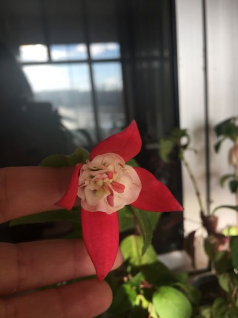 Omar Giant - Fucsii 2018