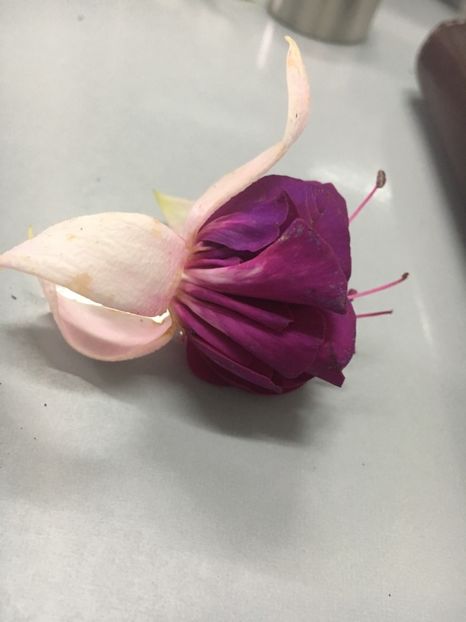 2763B991-51C3-4E0C-9197-F77385C6CEF8 - Fucsii 2018