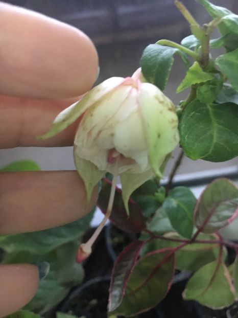 C0C13498-4268-47EB-91DE-E9086C717A47 - Fucsii 2018