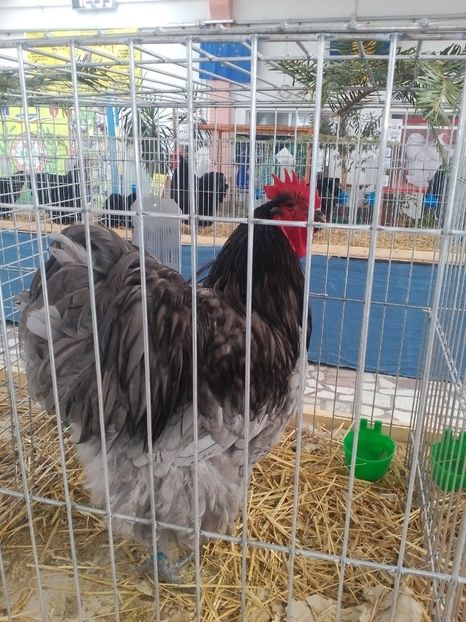  - Expoziție Sînicolau Mare