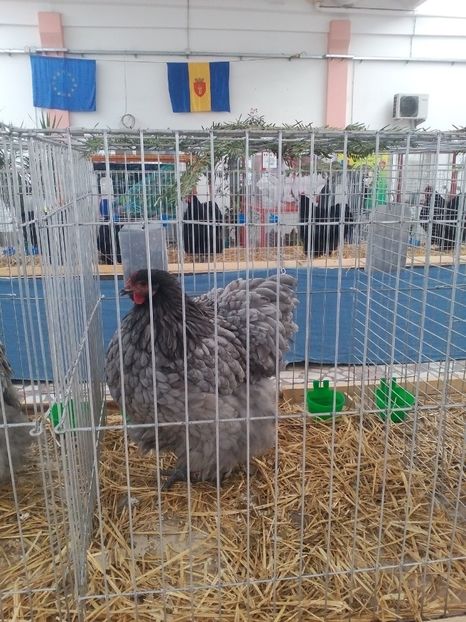  - Expoziție Sînicolau Mare