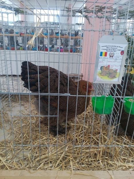  - Expoziție Sînicolau Mare