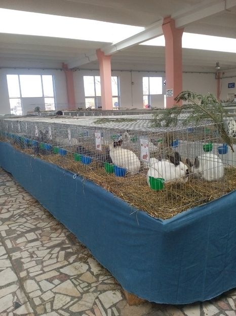  - Expoziție Sînicolau Mare