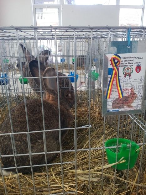  - Expoziție Sînicolau Mare