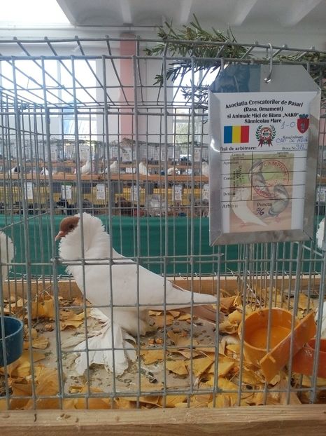  - Expoziție Sînicolau Mare